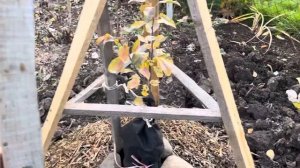 Подготовка плодовых деревьев к зиме в Сибири