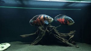 Oscar Fish - Astronotus Ocellatus 4K 60fps  - Amazing Tiger Apollo
