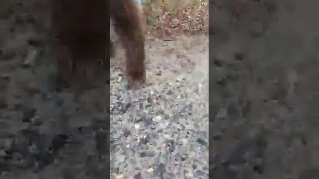 Медведь кушает мясо смотреть онлайн