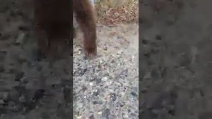 Медведь кушает мясо