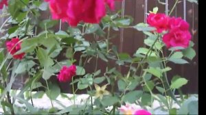 Ко мне в окно заглядывали звёзды исп., муз. Михаил Кострикин, сл.О.Старина