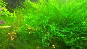 Яванский мох (Taxiphyllum sp) в моем аквариуме)