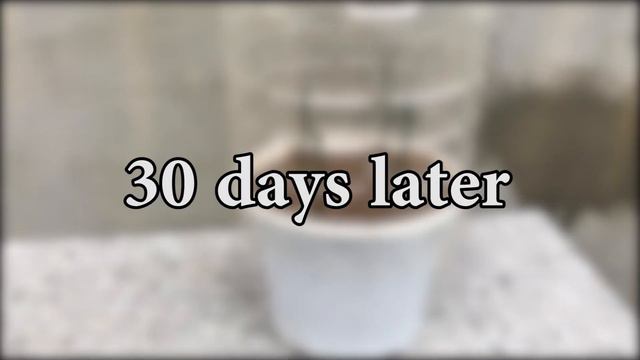 Try to propagate roses with papaya resin│rosa смотреть онлайн