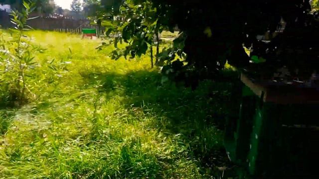 ЗЛЮЩИЕ ПЧЕЛЫ НА ПАСЕКЕ,ЗАБИРАЮ МЕД У ЗЛЫХ ПЧЕЛ смотреть онлайн