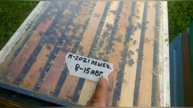 Когда Ужимать Гнезда в Зиму!!! смотреть онлайн