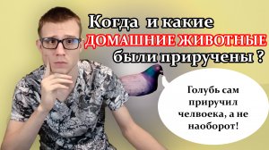 Домашние животные: какие животные и в какое время были приручены человеком?