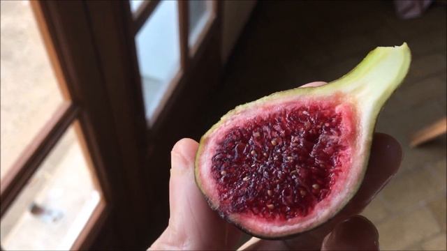 France. Figs. Инжир. 4 вкуснейших сорта инжира. Контейнерное инжироводство. CdDN, Rodona, CC, VdS.