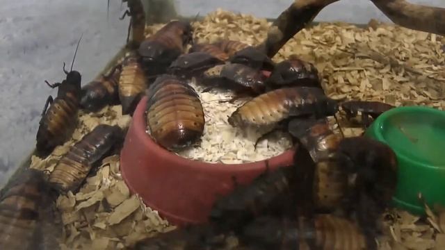 Снова мадагаскарские тараканы кушают овёс смотреть онлайн