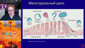 Эндометрий в течение менструального цикла, при приеме КОК и ЧГК l Пустотина О. А.