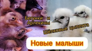 Новые шёлковые малыши. Арлекины заграничные. Рассматриваем)