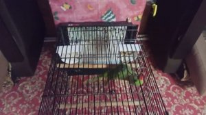 Чем кормить не дорого  александрийского попугая и ожерелового попугая смотреть