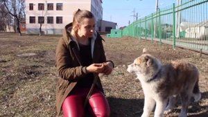 Когда меняются зубы у щенков Особенности смены зубов у собак
