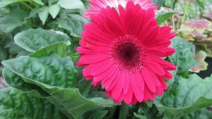 Top most beautiful Gerbera Daisy Flowers in the World - Beautiful Gerbera..