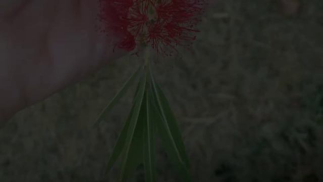 Красавица от Австралия!Червена четка-Калистемон!Callistemon ! смотреть онлайн
