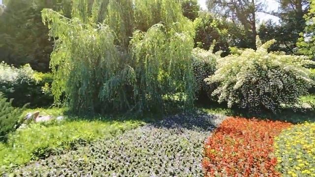 #бирюлево #дендропарк#летовпарке #тополяцветут#сосны  клумба в цвет флага сосна красотка