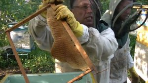 Соединение роя с семьёй во время цветения акации при помощи самагона.