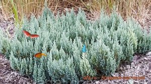 Можжевельник горизонтальный Блю Форест ? обзор: как сажать, саженцы можжевельника Блю Форест