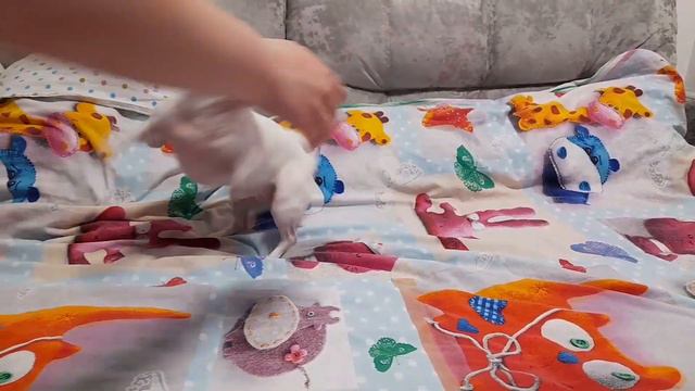 Очень смешная чихуахуа 😁😆😅😂 Very funny chihuahua смотреть онлайн