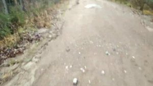 Сбор ягод в Карелии. День 89. Брусника, клюква и рябина.