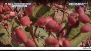 Сбор урожая фисташек в Ферганской области