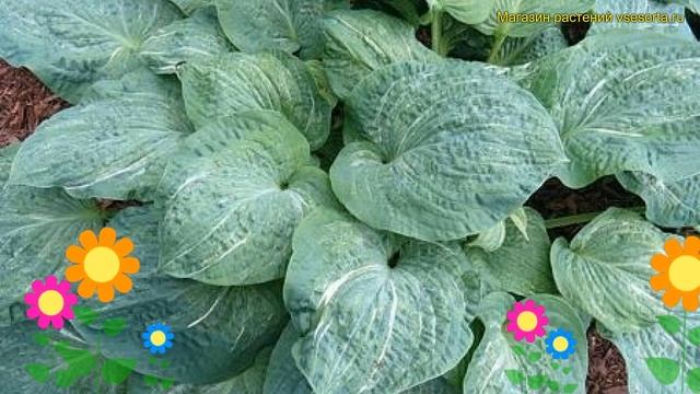 Хоста гибридная Сплит Милк. Краткий обзор, описание характеристик hosta hybr. Split Milk