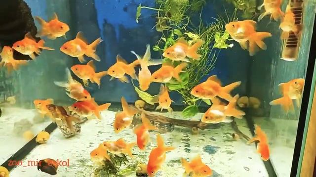 Золотые рыбки. смотреть онлайн