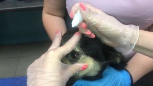 Как закапать собаке глазные капли