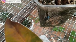 Размножение Фикуса Лировидного листом. Итоги эксперимента (часть 4 - заключительная)