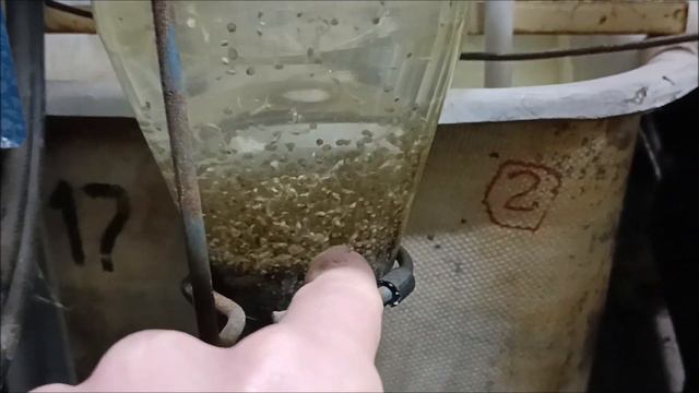 Выклев личинки осетровых, немного о нюансах выклева смотреть онлайн