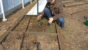 Посадка саженца ежевики ЗКС для начинающих