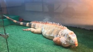 В Зоомагазине. Игуана, скаты, крысы, хомячки, хамелеоны, змеи.