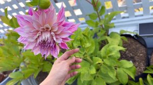 Dahlia Cafe Au Lait Royal - First Bloom Day-by-Day