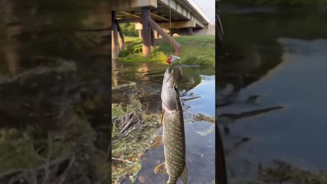 Тейл-спиннер 18гр. поймал щуку смотреть онлайн
