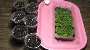 Выращивание глоксиний из семян Пикировка сеянцев глоксиний