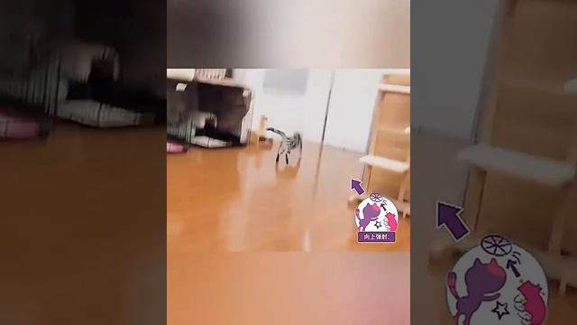 Вращающийся пистолет BOBO Catapult/Интерактивные товары для домашних животных Cat смотреть онлайн