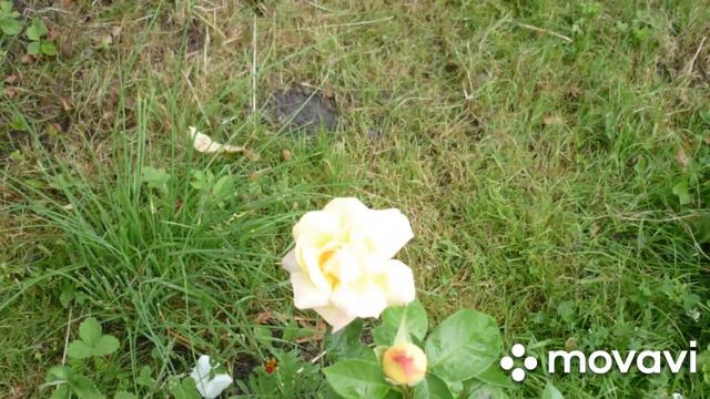 Отдых на даче и моя принцесса смотреть онлайн