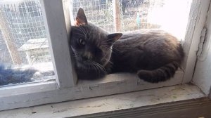 о чем грустит кот#sad cat#прикольные коты# прикольные животные