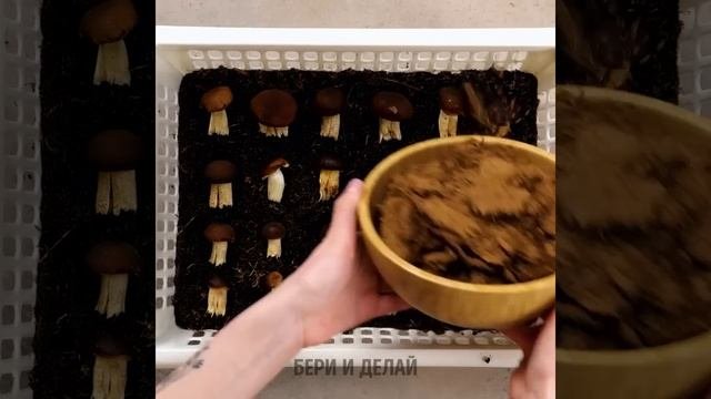 УМНЫЕ ЛАЙФХАКИ ДЛЯ ВЫРАЩИВАНИЯ РАСТЕНИЙ И ПРОСТЫЕ ИДЕИ ДЛЯ ОРГАНИЗАЦИИ САДА