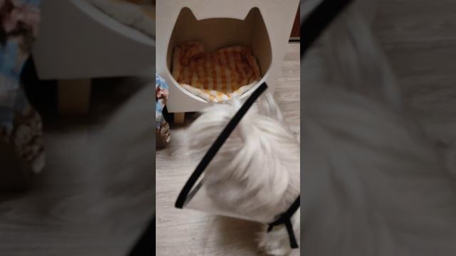 Купили Лее квартиру в Москве ЖК "Румбель" ✨?? смотреть онлайн