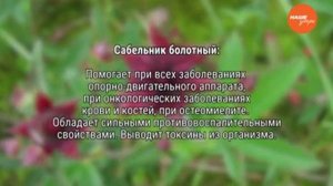 Знахарь – лечение сабельником болотным