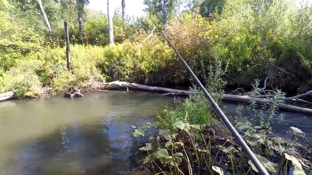 Рыбалка/Ловля ХАРИУСА на УДОЧКУ/Лесной РУЧЕЙ.(КАРДОН) смотреть онлайн