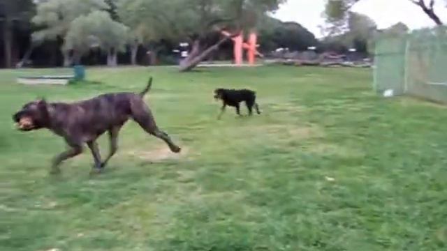 Кая охотница смотреть онлайн