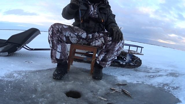 Рыбалка в АРКТИКЕ на РАЗМАХАЙКУ! Атака за атакой! Столько КОРЮШКИ я давно неловил! смотреть онлайн