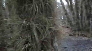 Exploring a Depressional Wetland In the Apalachicola River Basin