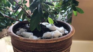 АЗАЛИЯ УХОД В ДОМАШНИХ УСЛОВИЯХ