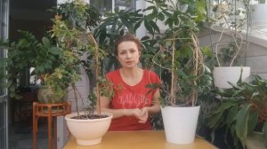 ДИПЛОДЕНИЯ/МАНДЕВИЛЛА. УХОД, РАЗМНОЖЕНИЕ, ПЕРЕСАДКА.