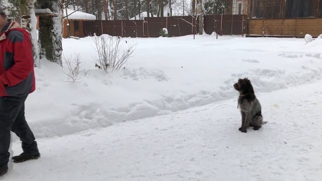 Тренируем выдержку у собаки смотреть онлайн