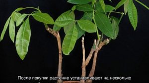 Пахира: уход в домашних условиях и примеры популярных сортов