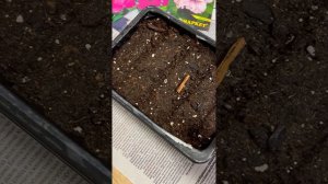 Как вырастить петунью из семян?