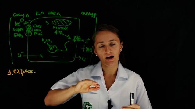 Как вырабатывается соляная кислота в желудке и почему кислотность желудка может снижаться